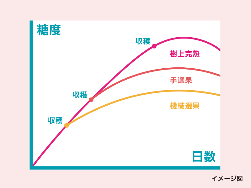 完熟桃イメージ_画像