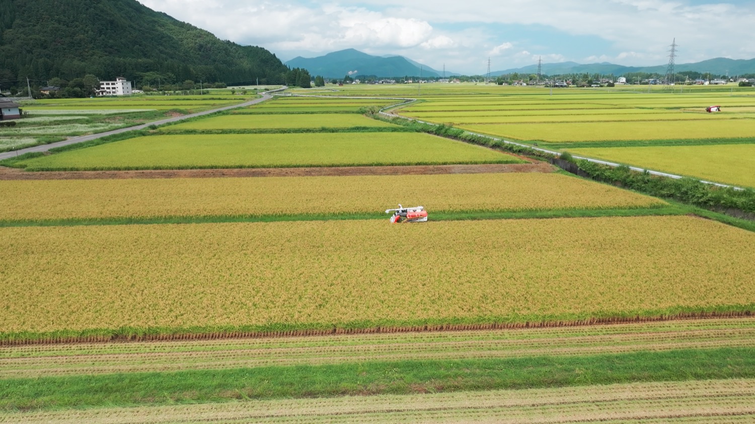 日本酒_白馬錦_米収穫_画像