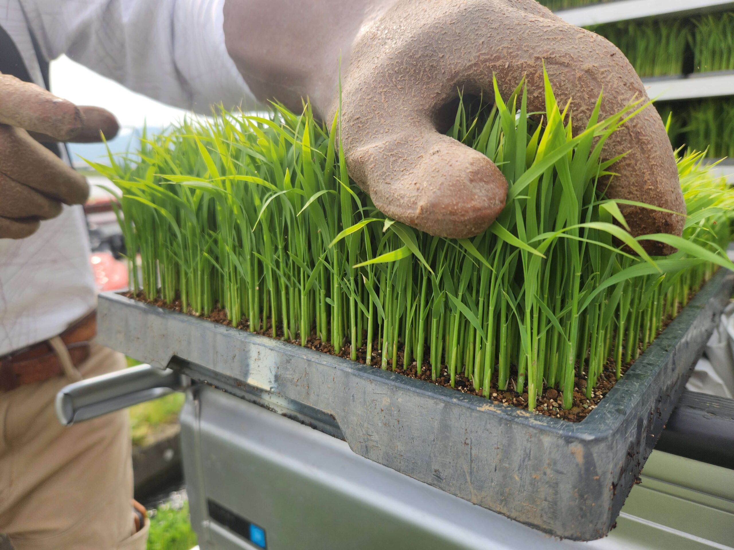 田植え_日本酒白馬錦