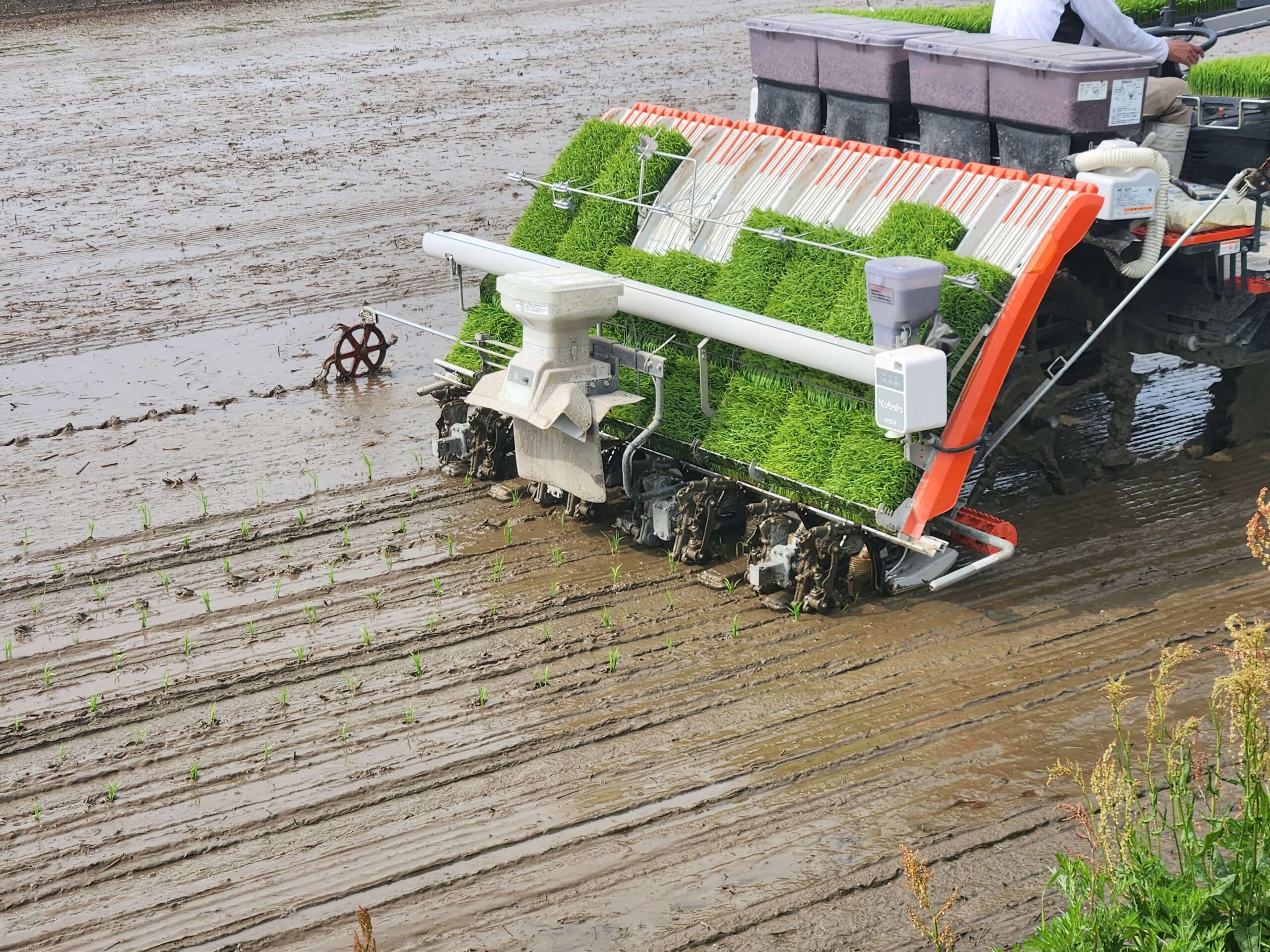 田植え_日本酒白馬錦