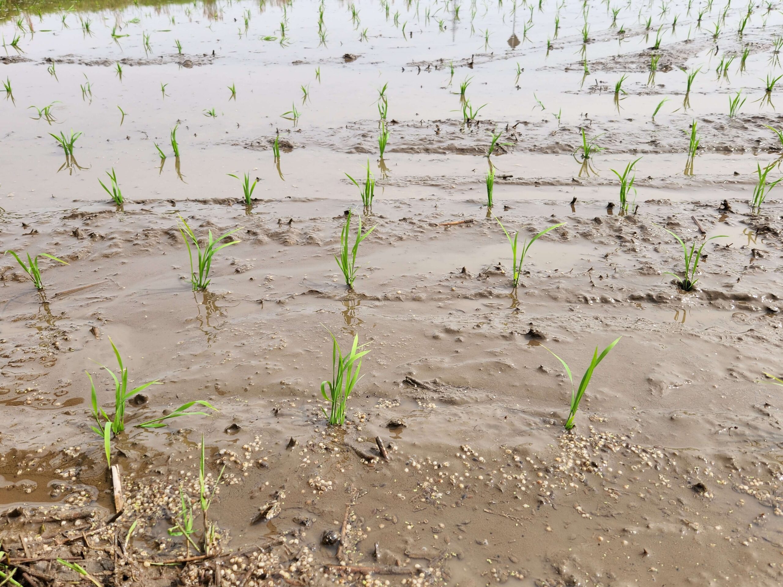 田植え_日本酒白馬錦