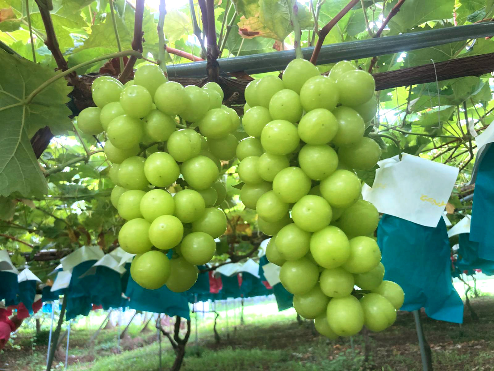 シャインマスカット